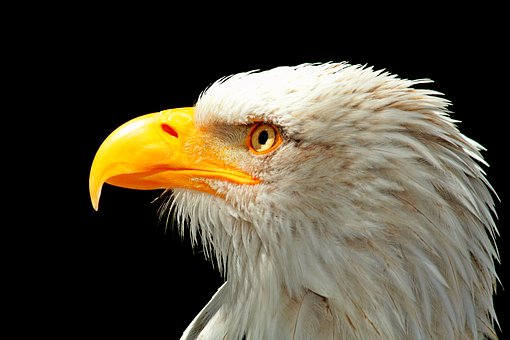 Eagle-pixabay.jpg